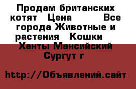 Продам британских котят › Цена ­ 500 - Все города Животные и растения » Кошки   . Ханты-Мансийский,Сургут г.